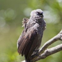 Black-lored Babbler